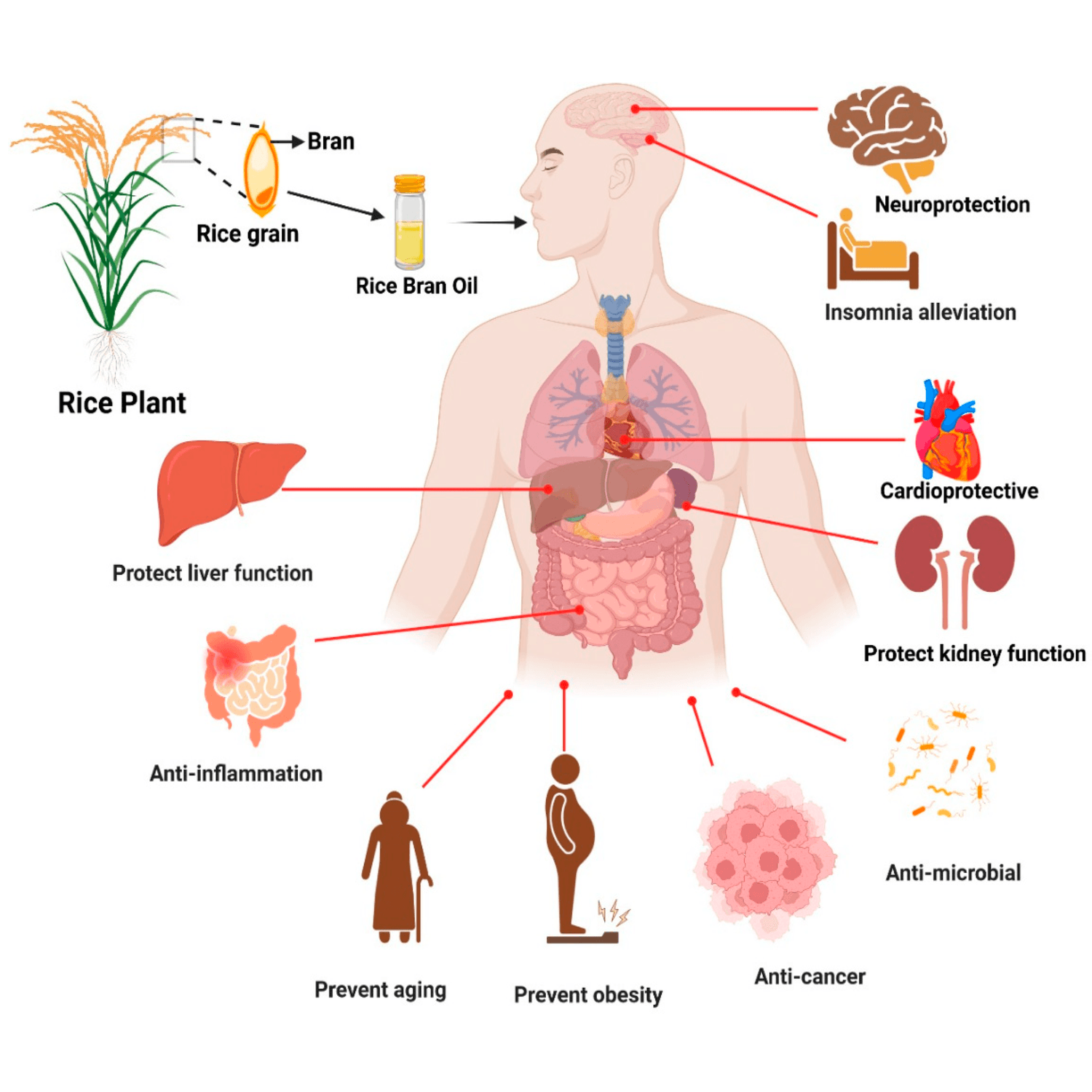 Rice bran oil health benefits: cardioprotective, neuroprotection, anti-inflammation